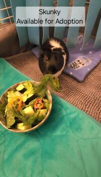 Rescue Guinea Pig Guinea Pigs for Adoption in Tucson, Arizona - Skunky | PetCurious